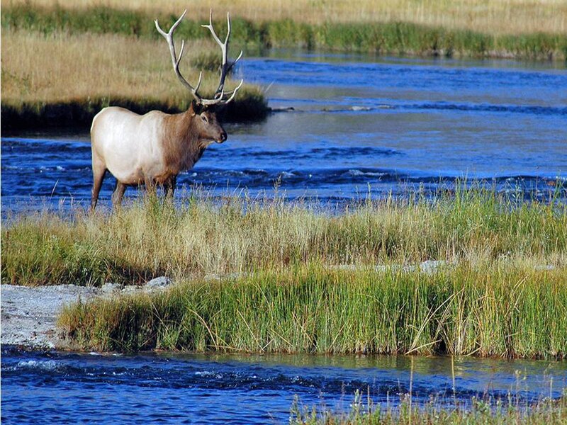 Elk in River — Blue