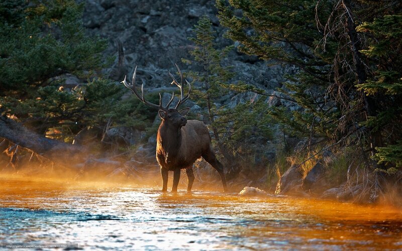 Elk in River — Brown