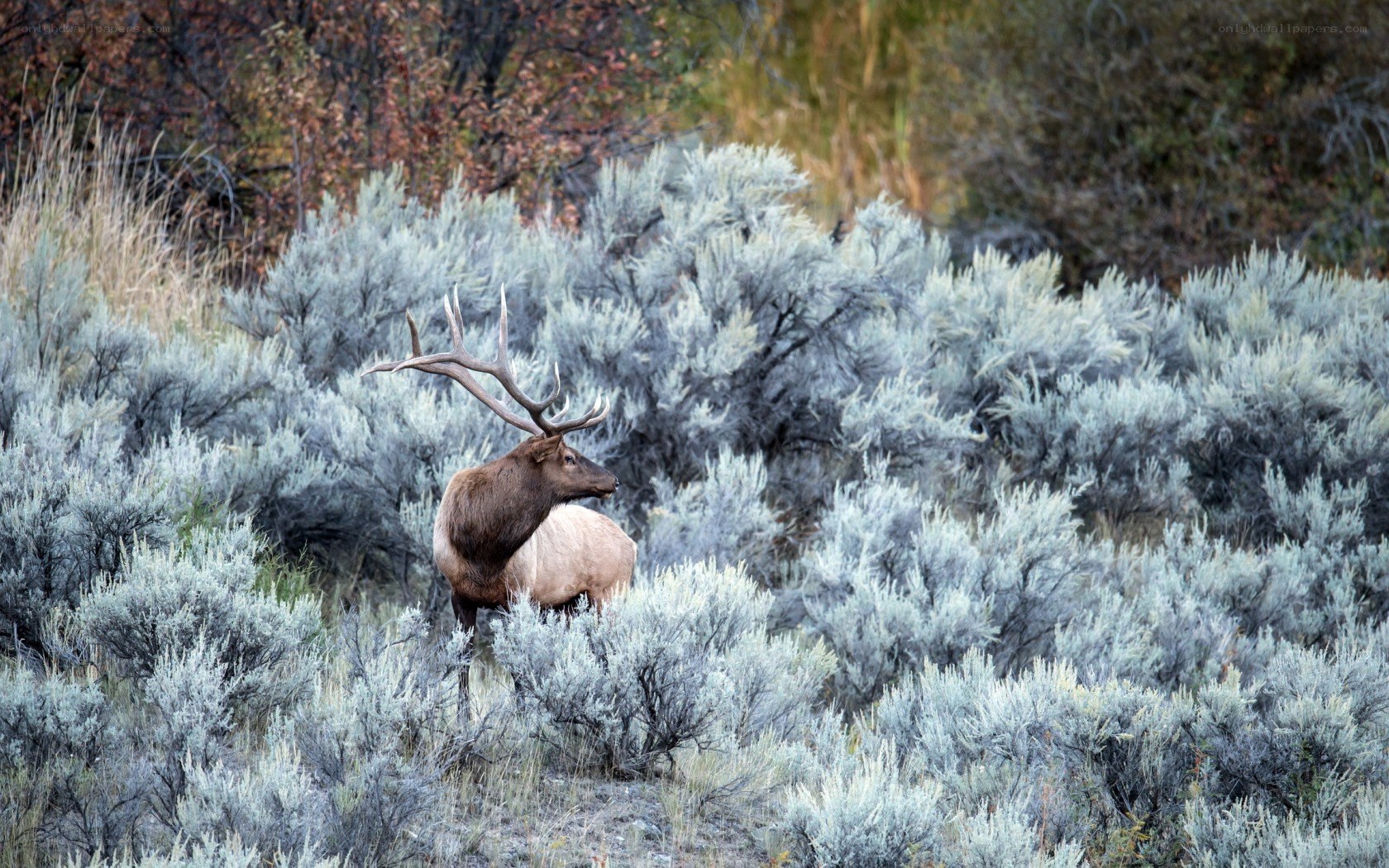 Elk in sagebrush landscape