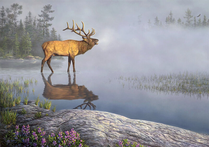 Elk in Shallow Water