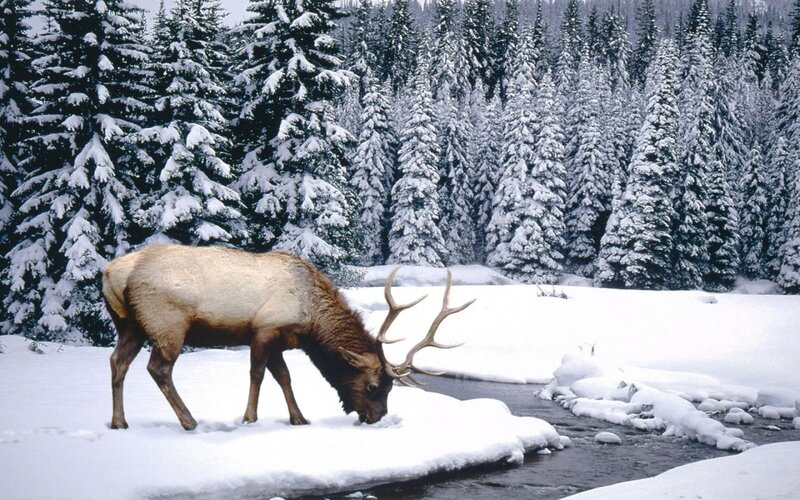 Elk in Snow