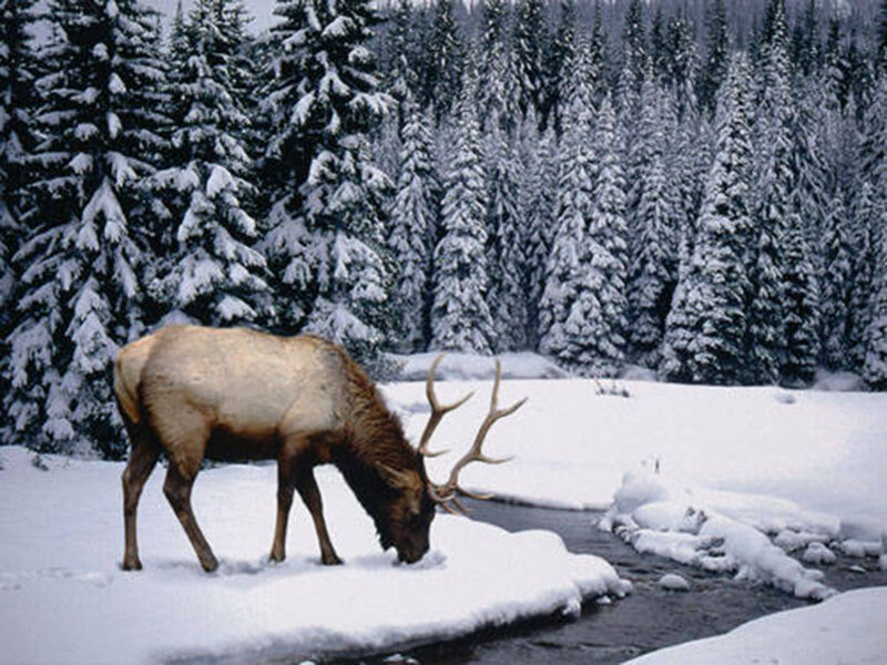 Elk in Snow — White, Serene