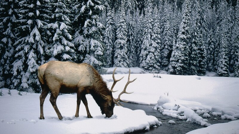Elk in Snow — White