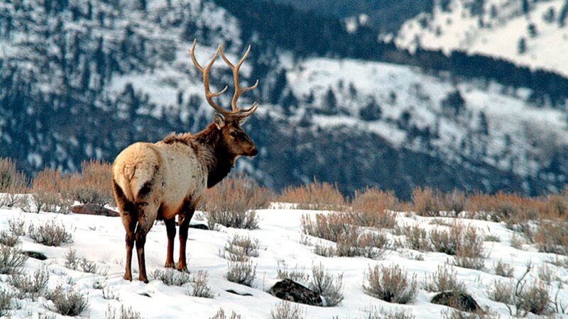 Elk in Snowy Field — White