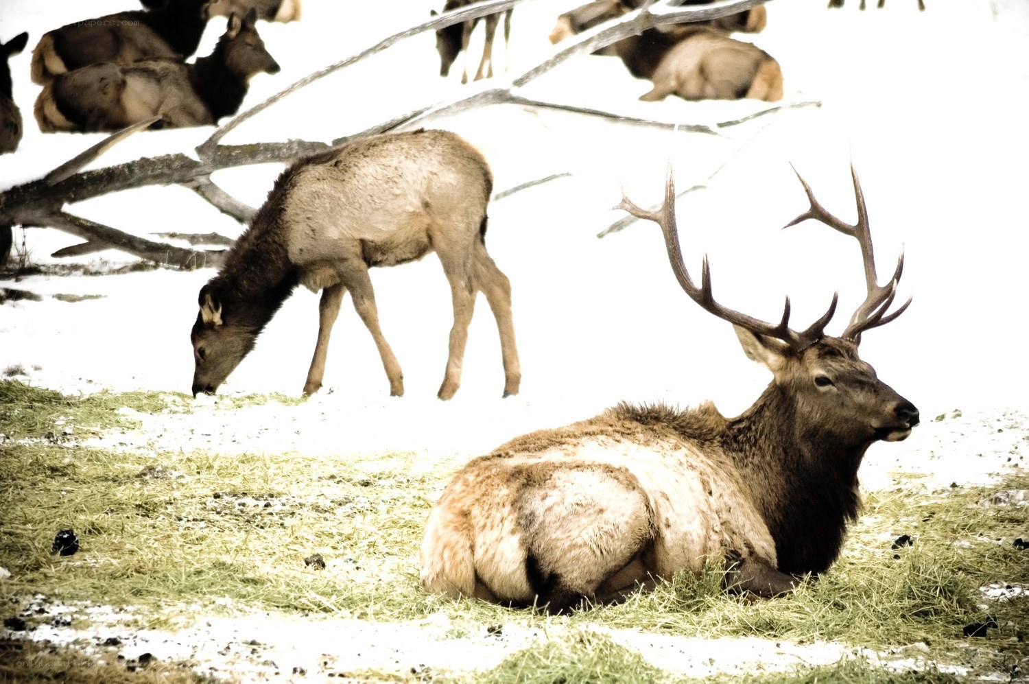 Elk in snowy field