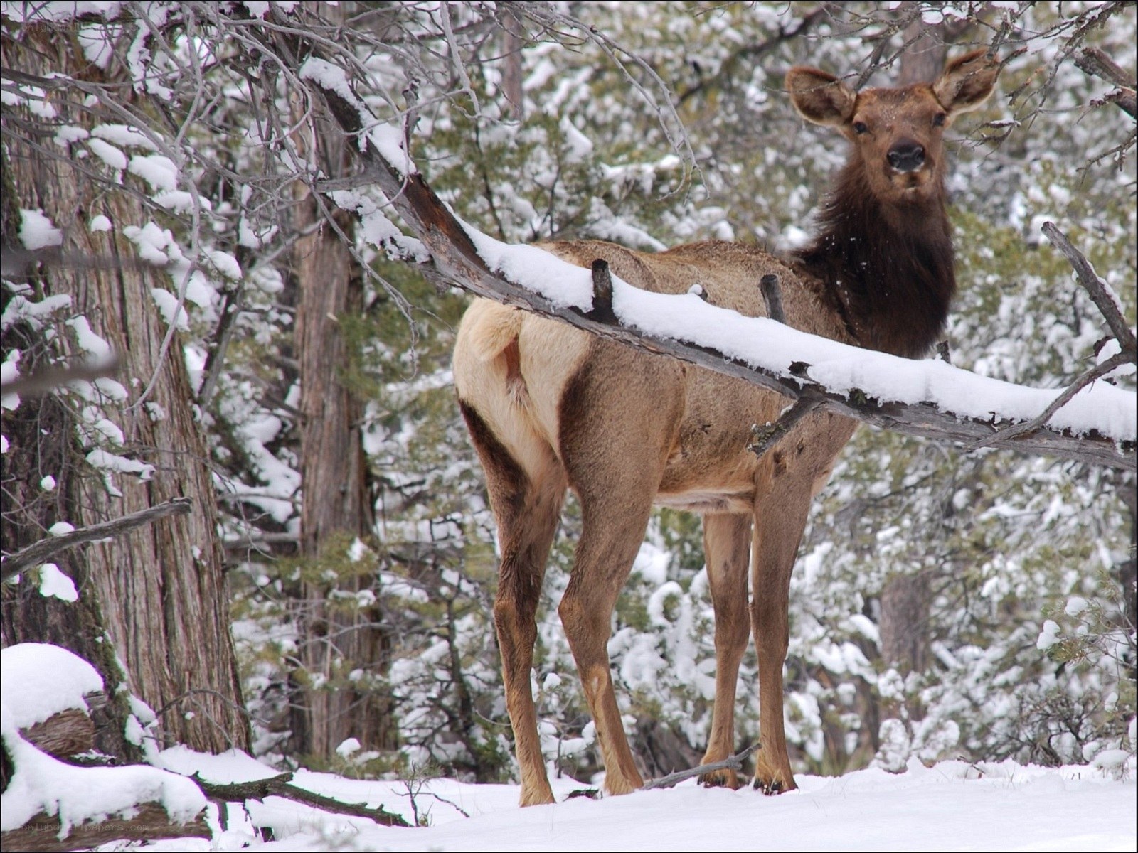 Elk in snowy forest