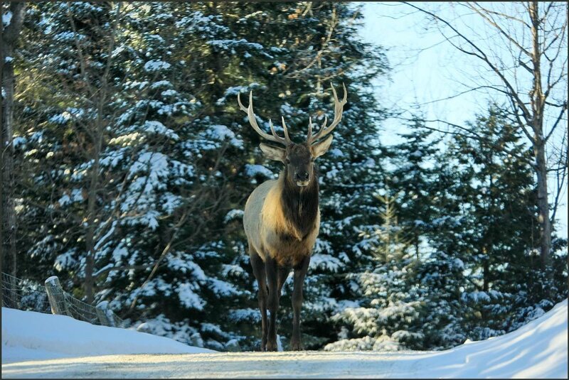 Elk in Snowy Forest — White