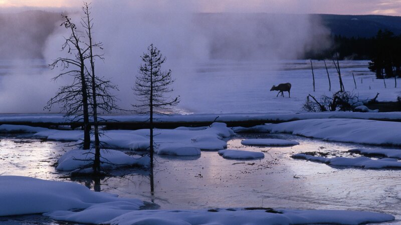 Elk in snowy geothermal area