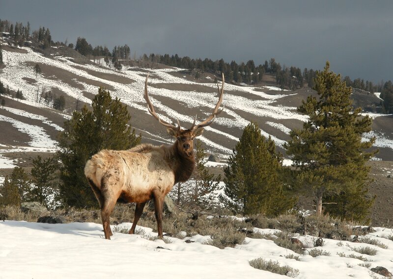 Elk in Snowy Landscape — White, Dramatic