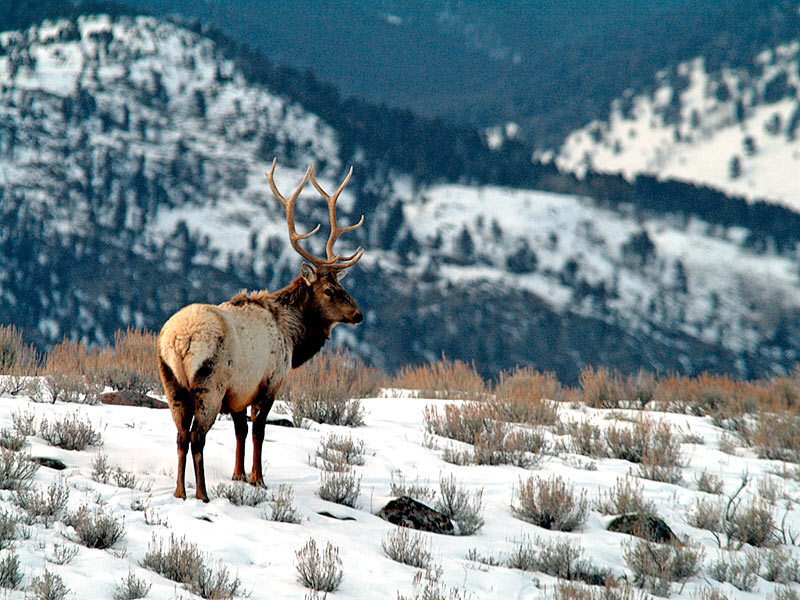 Elk in Snowy Landscape — White