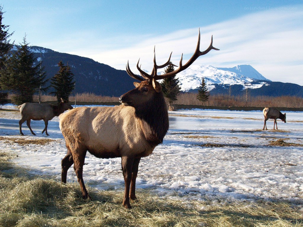 Elk in snowy landscape