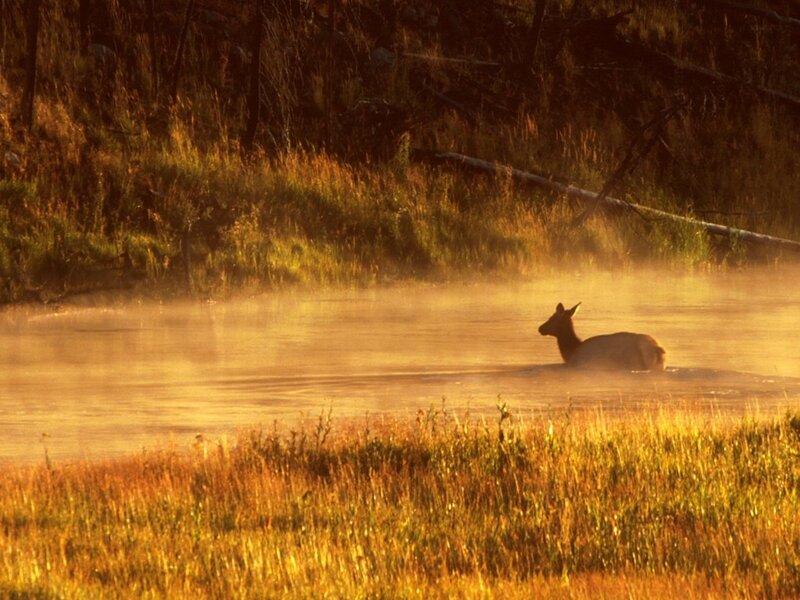 Elk in Water
