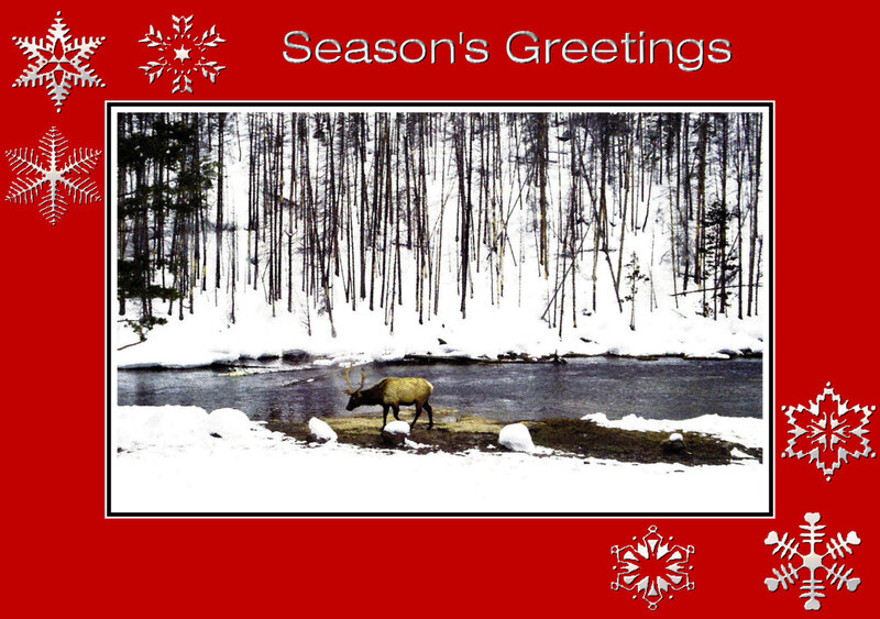 Elk in Winter Forest — Red