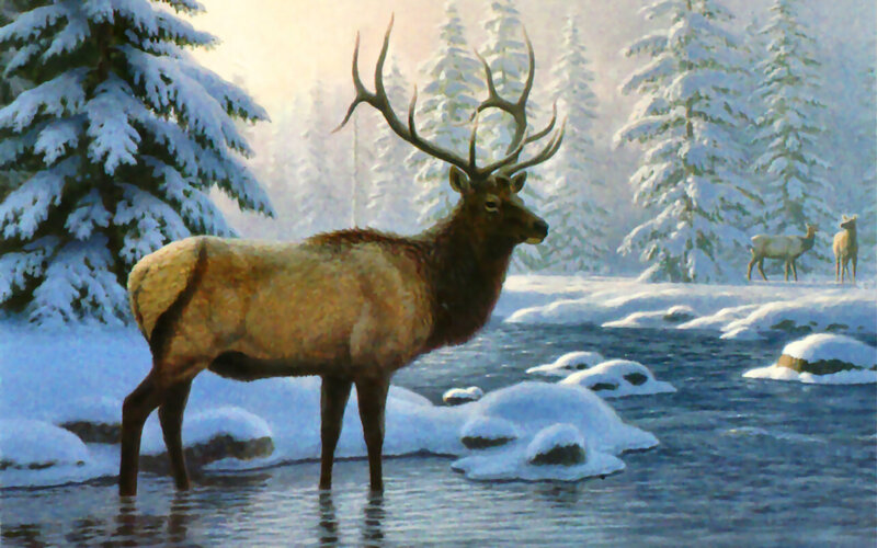 Elk in Winter Forest
