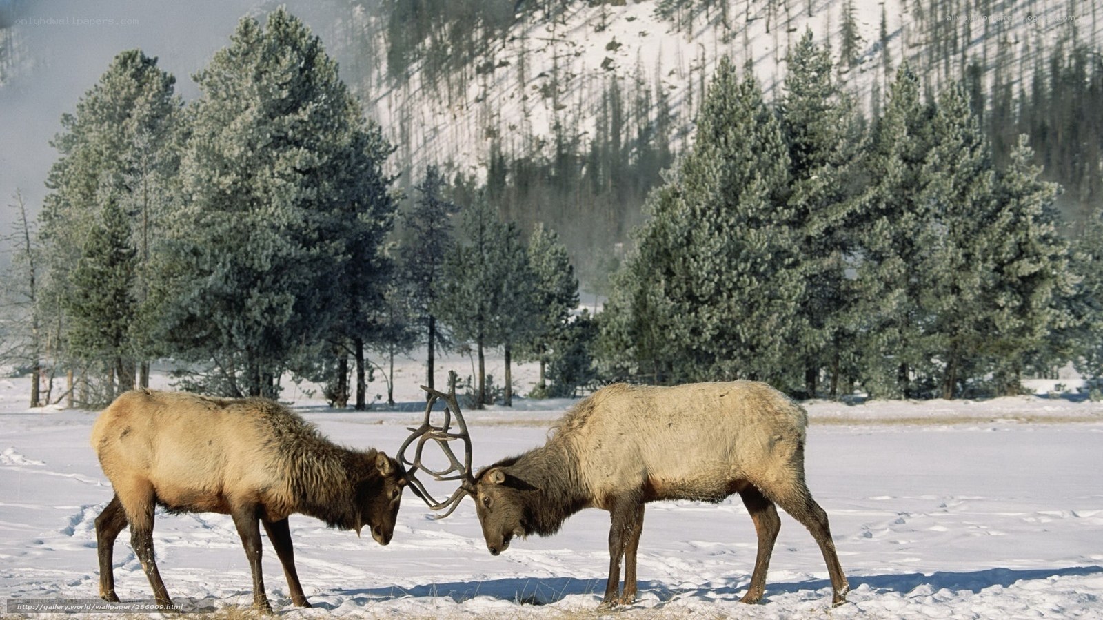 Elk locking antlers in snow
