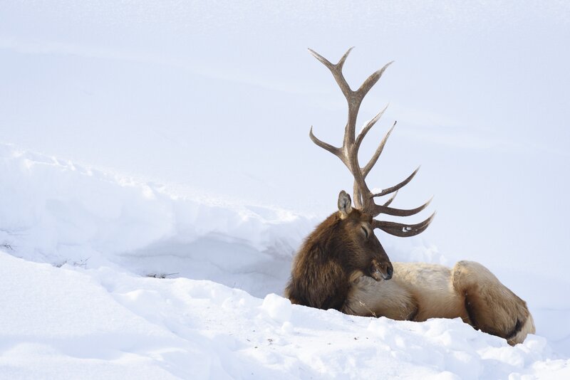 Elk Lying in Snow