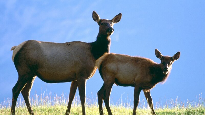 Elk mother and calf in field