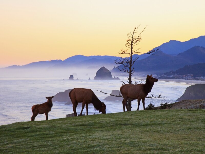 Elk on a coastal cliff at sunset
