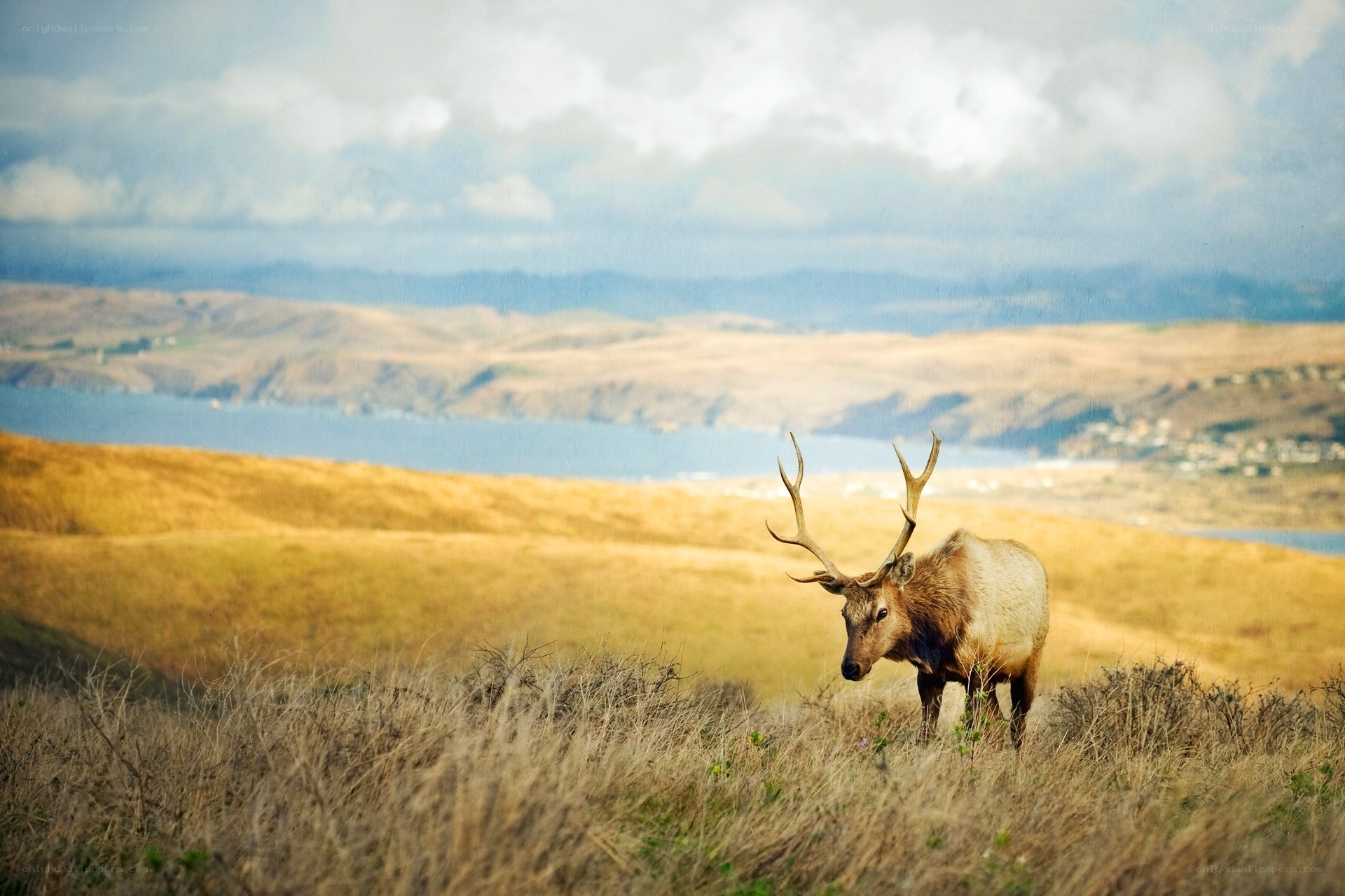Elk on a coastal hillside