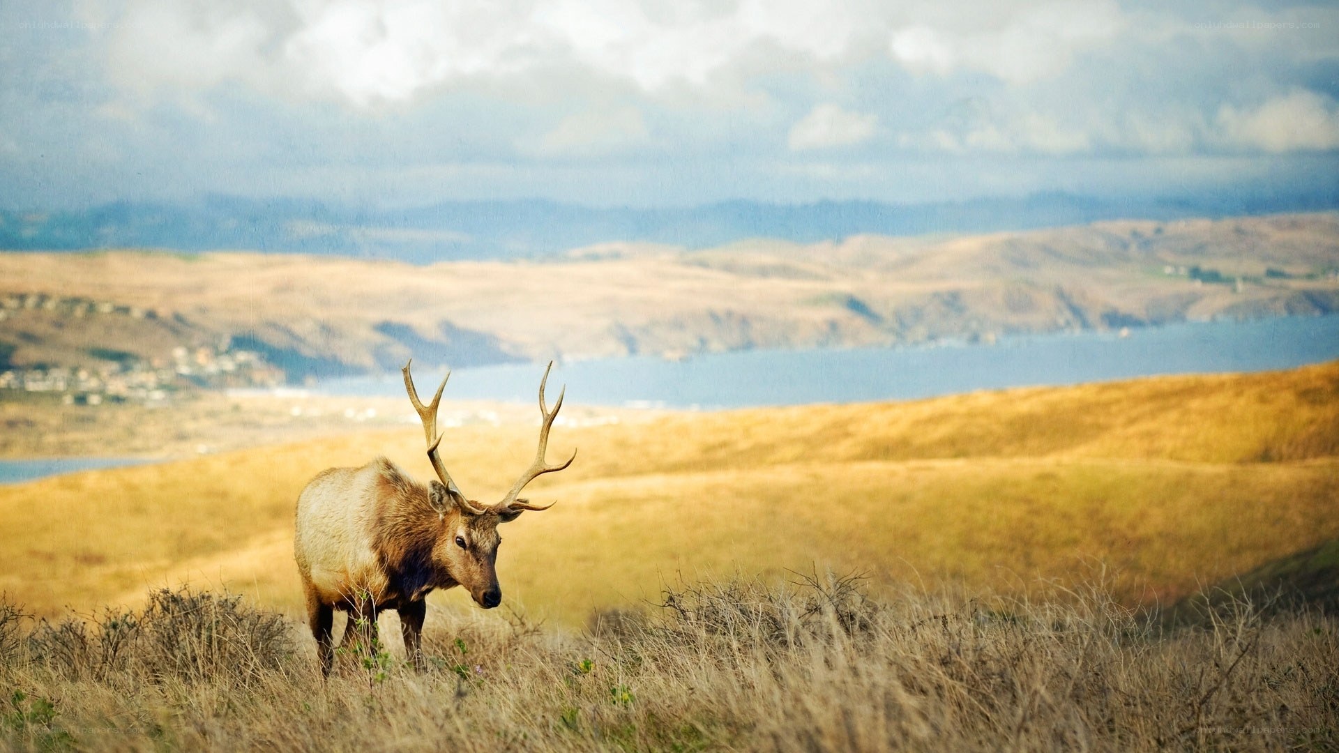 Elk on a grassy hillside