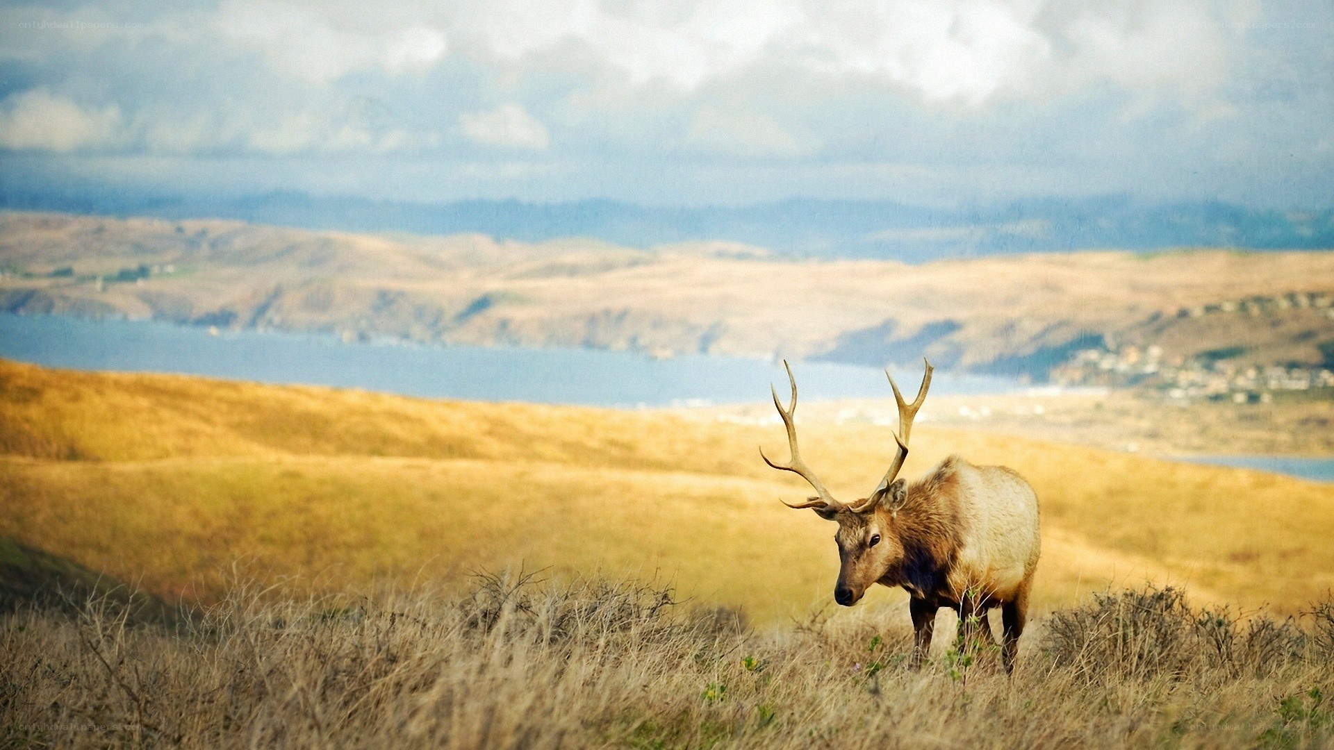 Elk on a grassy hillside