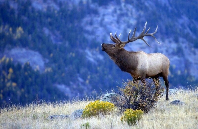 Elk on a Hillside — Blue
