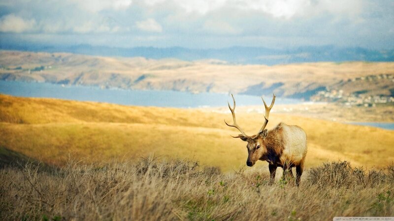 Elk on a Hillside