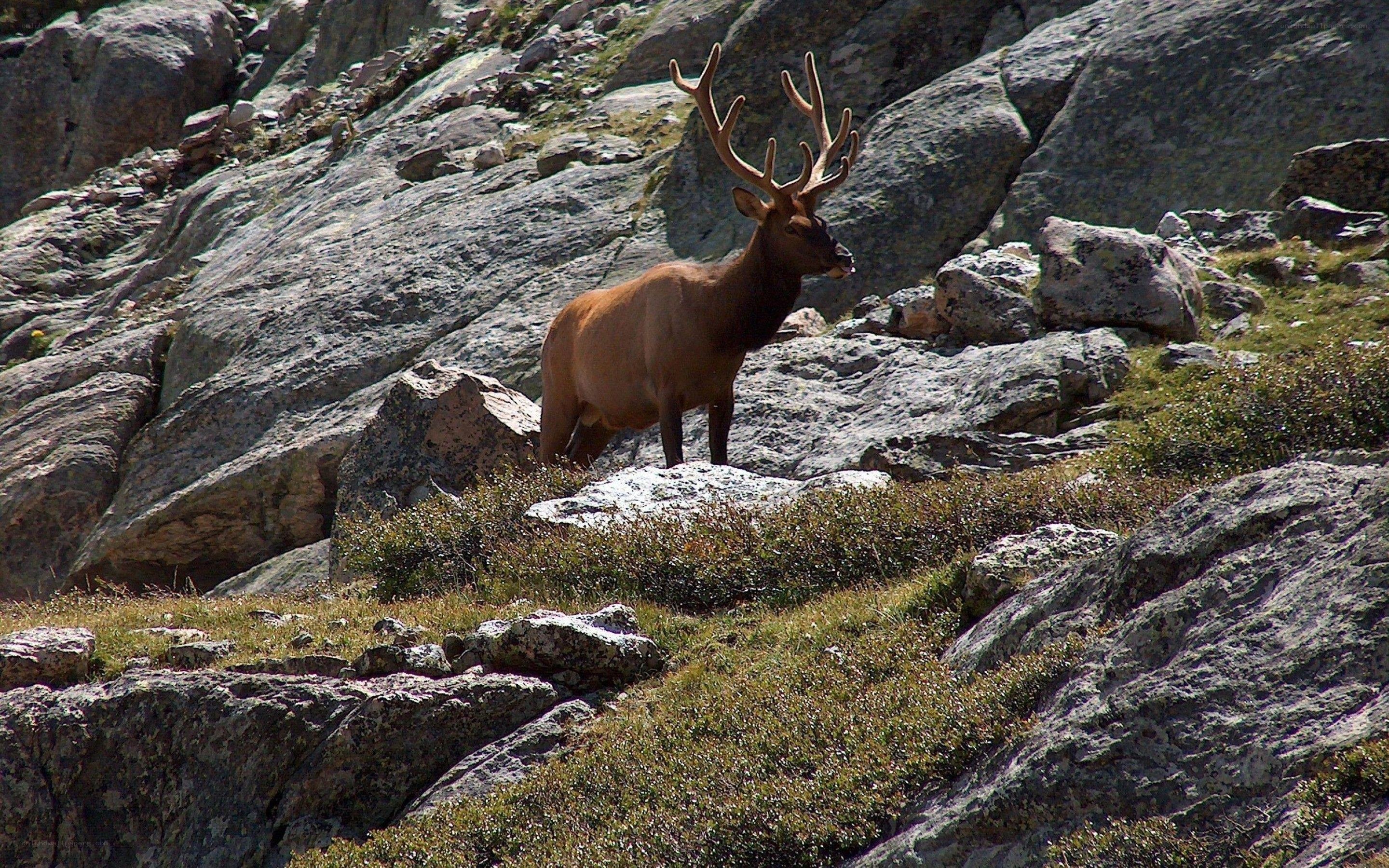 Elk on a rocky hillside