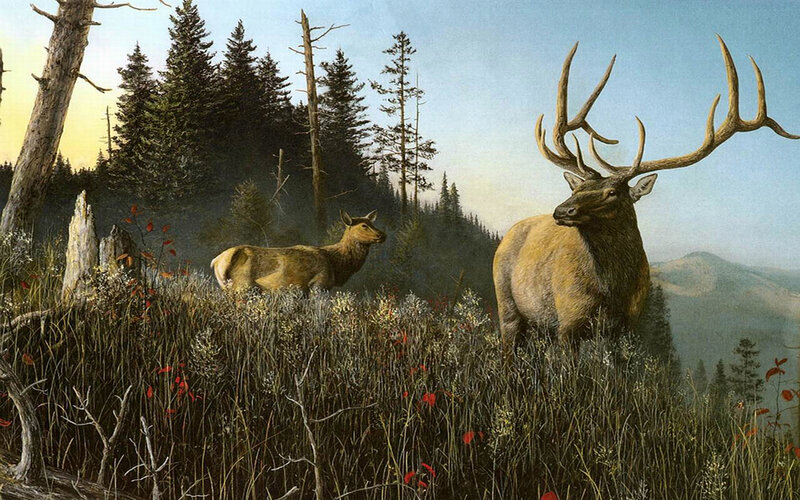 Elk Pair in Forest