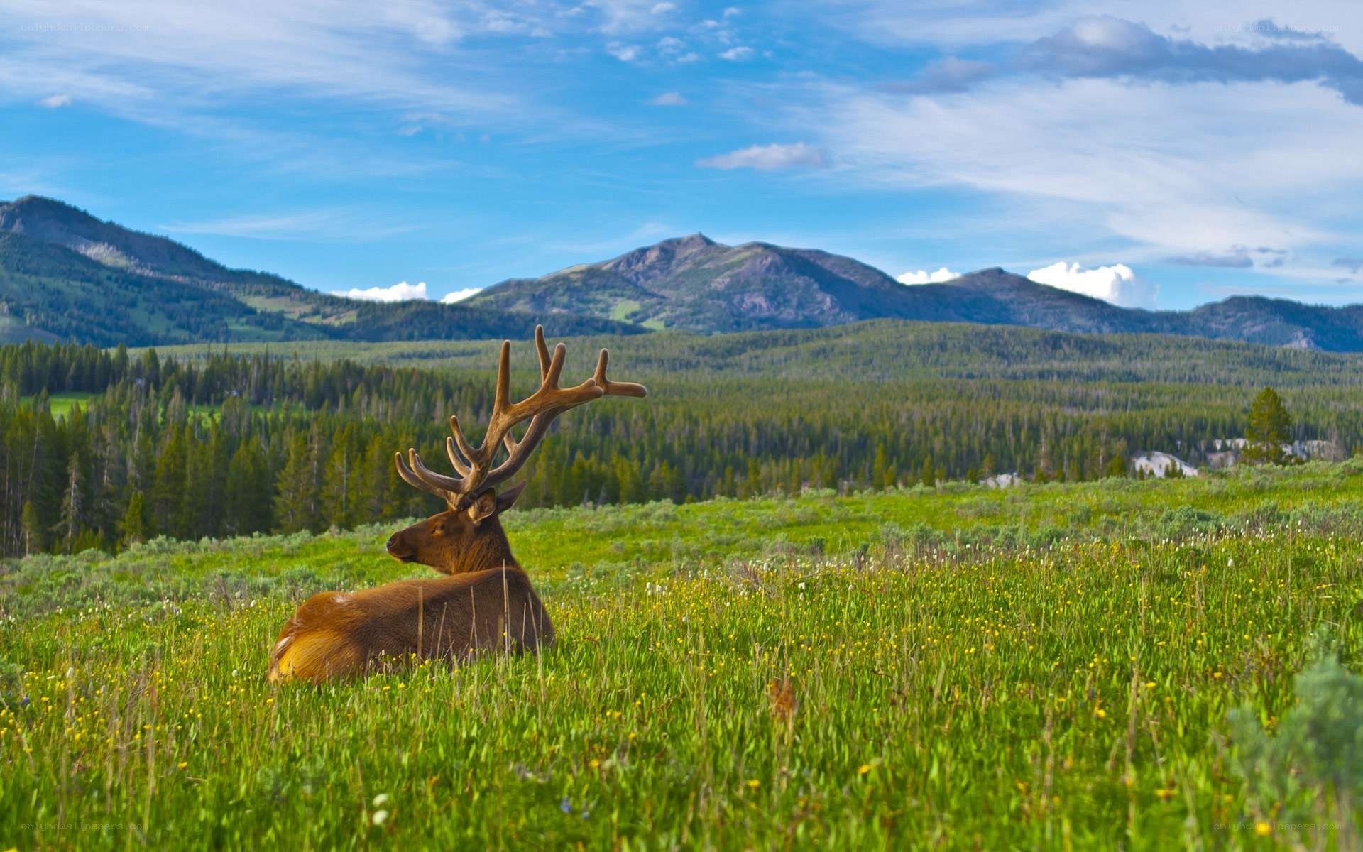 Elk resting in a meadow