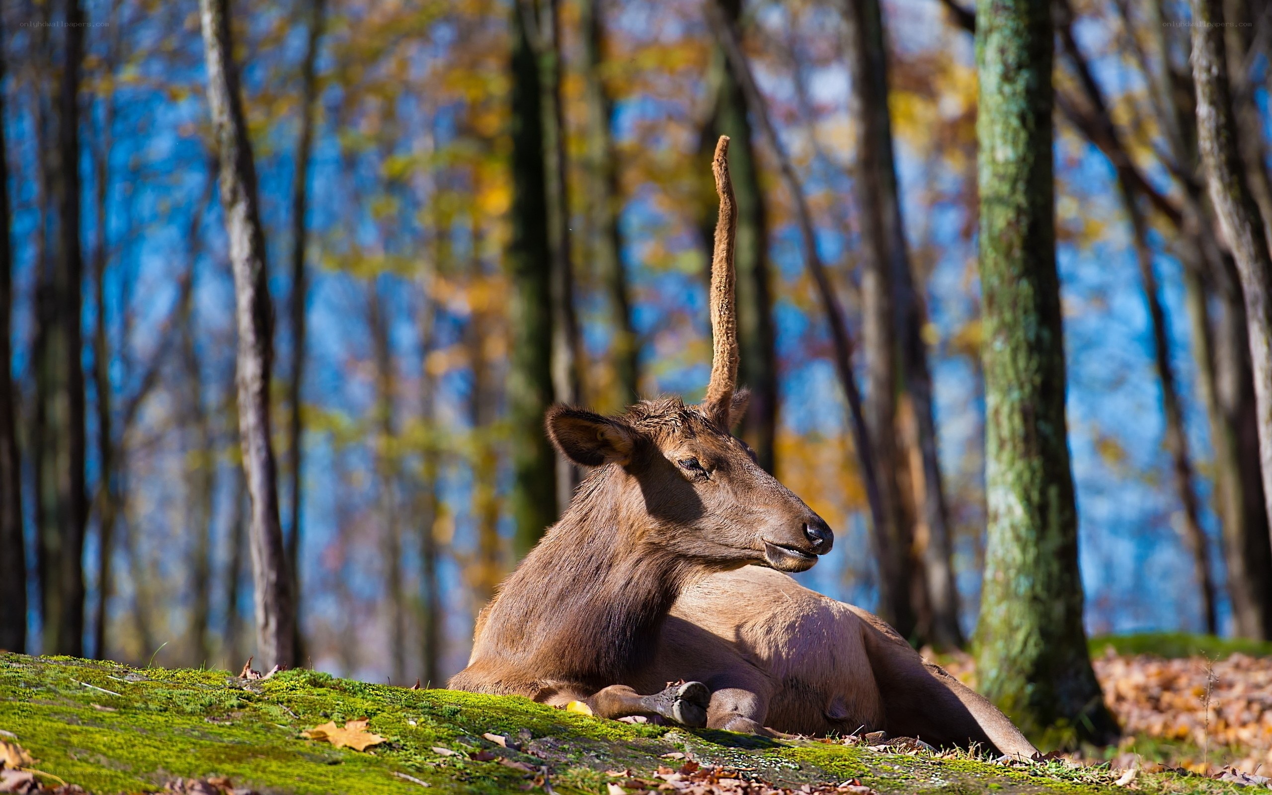 Elk resting in autumn forest