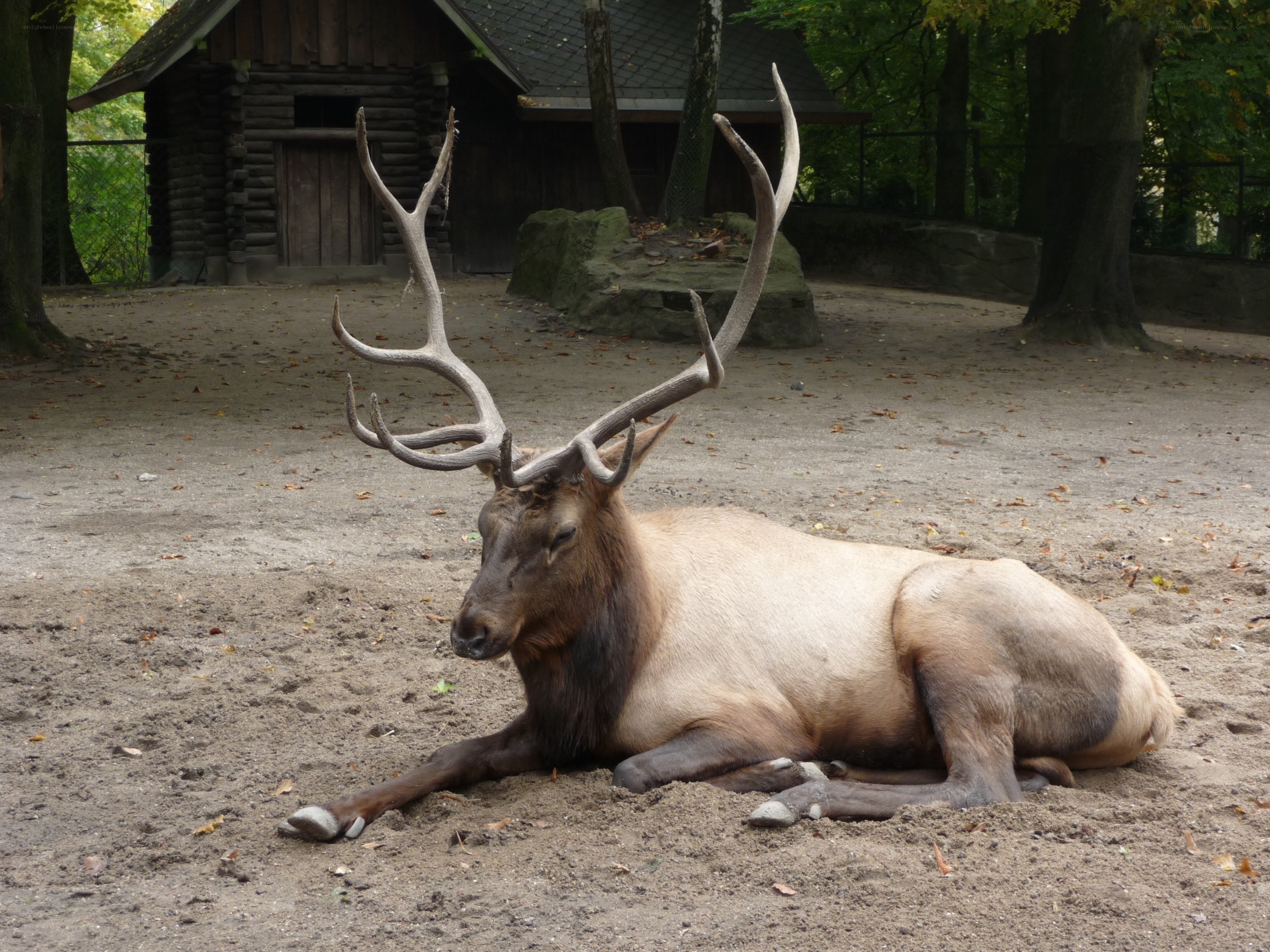 elk resting in enclosure