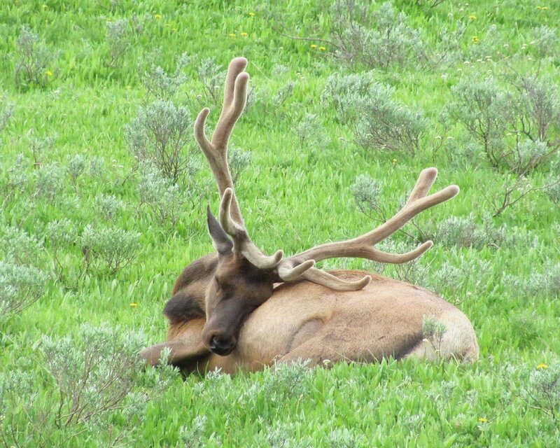 Elk Resting in Grass