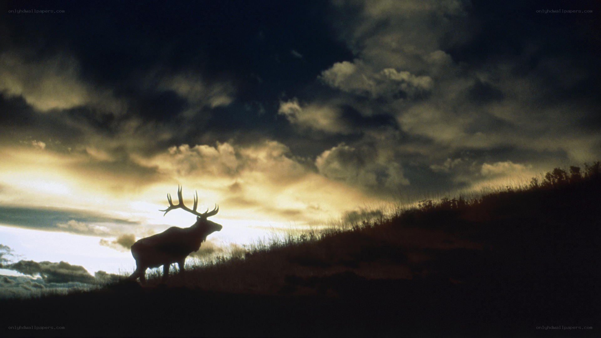 Elk silhouette at sunset