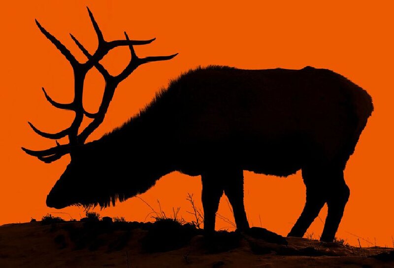 Elk Silhouette