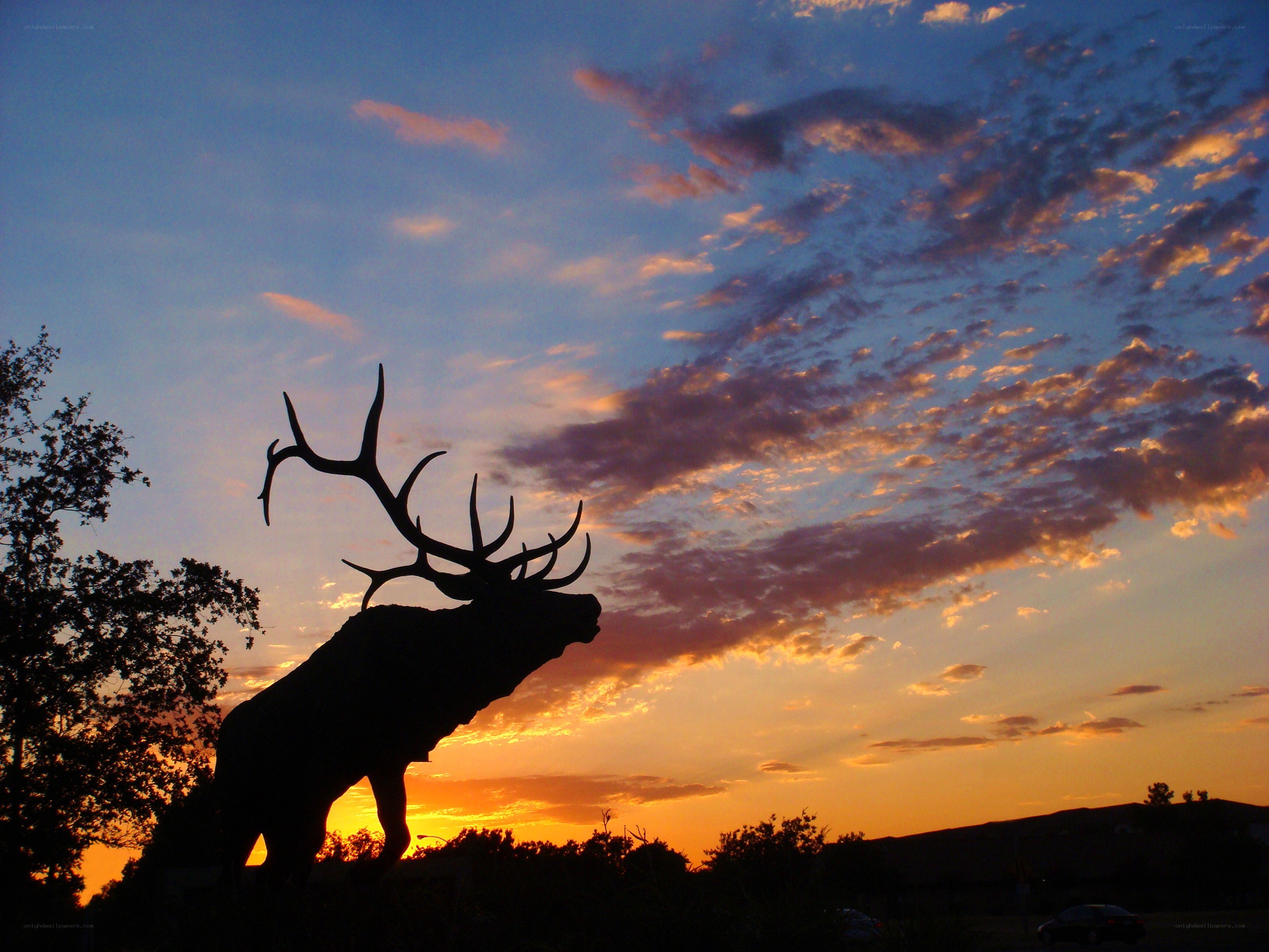 Elk statue at sunset