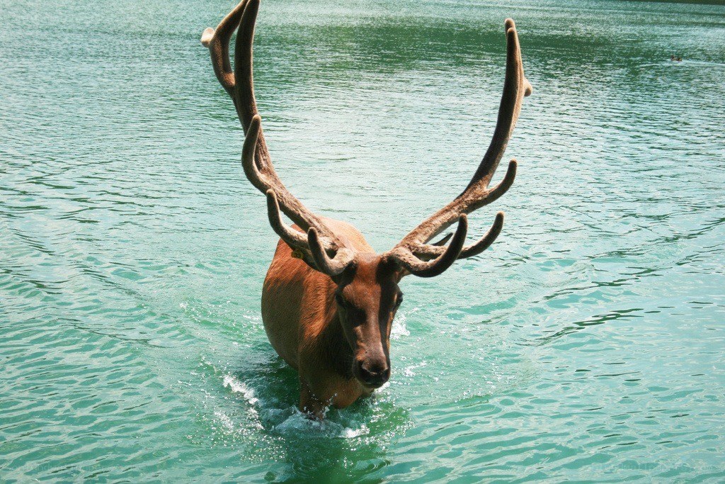 elk wading in water