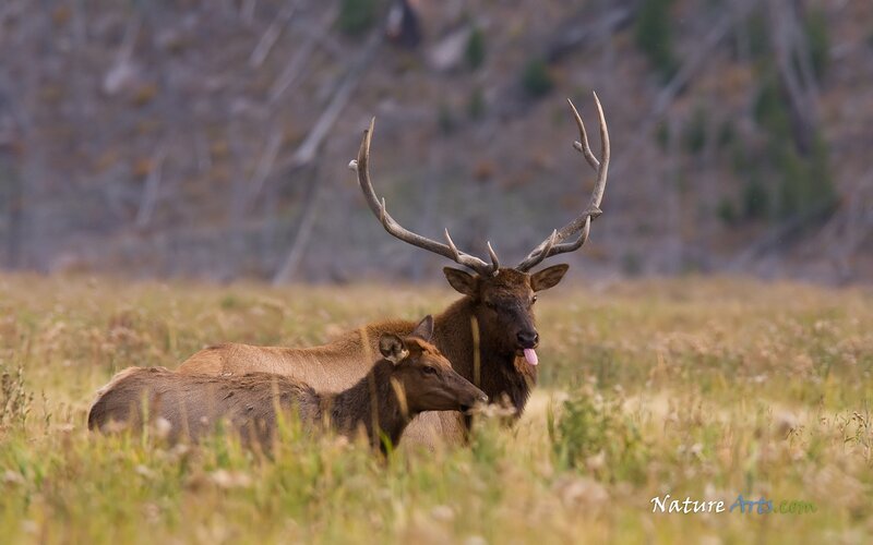 Elk with Antlers — Brown, Natural