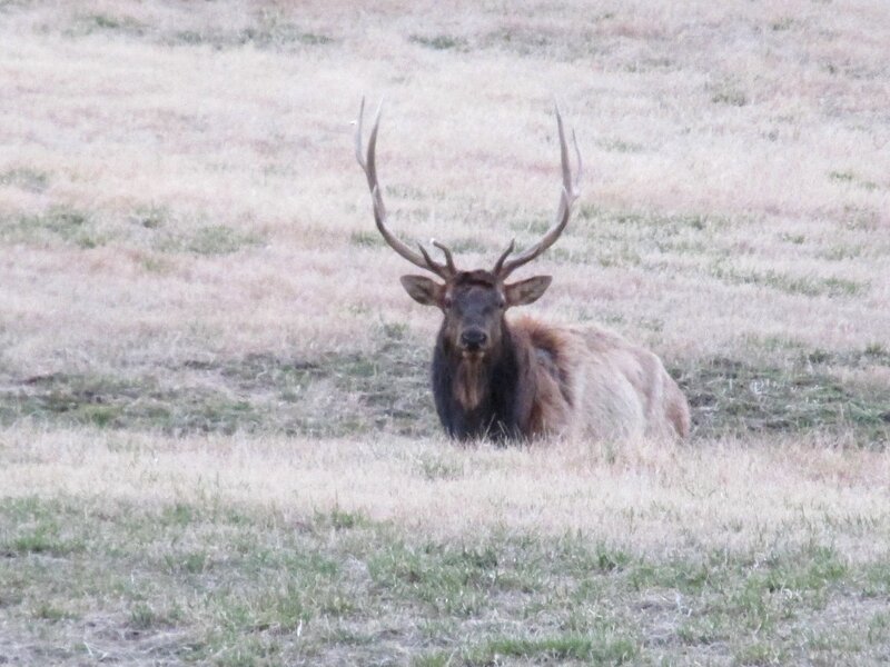 Elk with Antlers — Brown