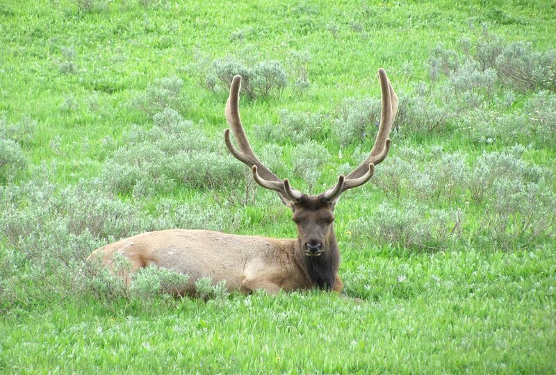 Elk with Antlers — Green, Calm