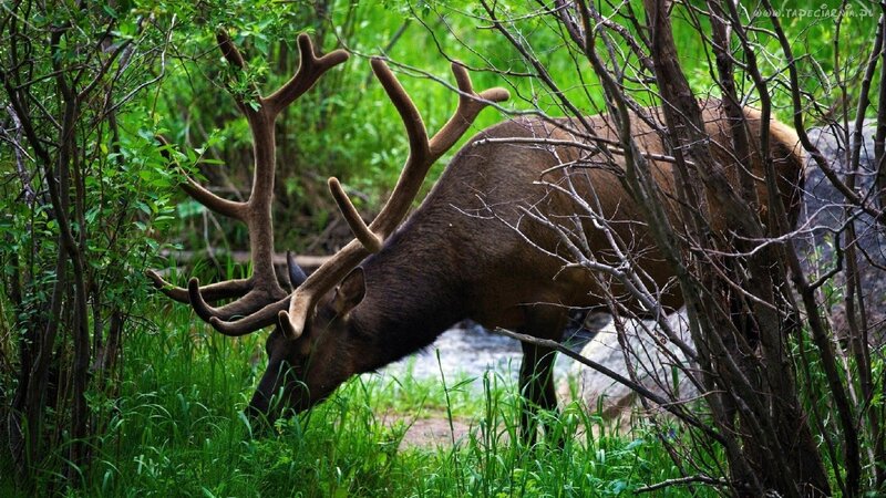Elk with Antlers — Green, Natural