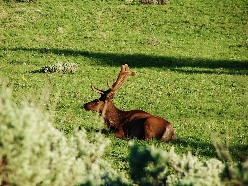 Elk with Antlers — Green