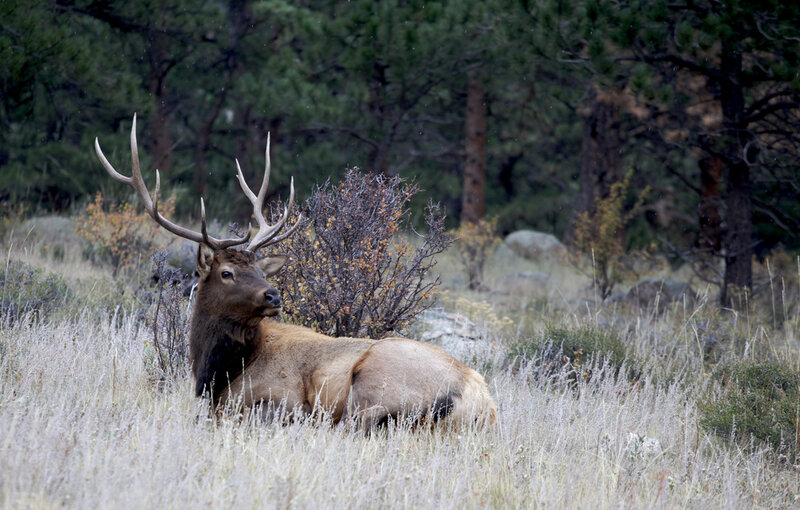 Elk with Antlers