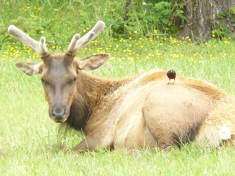 Elk with Bird on Back