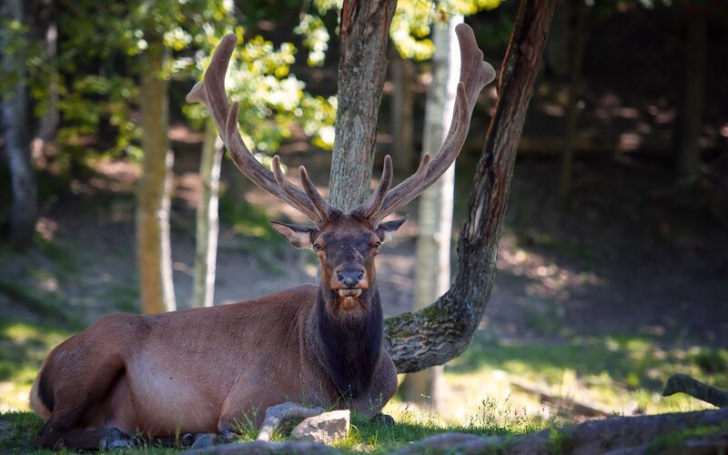 Elk with Large Antlers — Brown, Calm, Afternoon