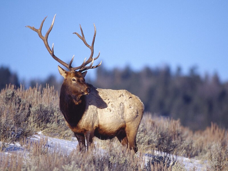 Elk with Large Antlers — Brown, Calm
