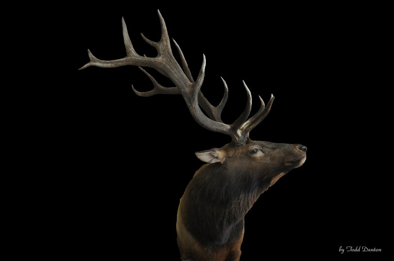 Elk with Large Antlers — Brown, Dramatic