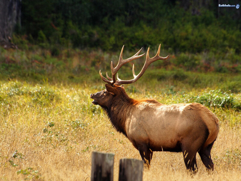 Elk with Large Antlers — Brown, Natural, Afternoon, Photograph