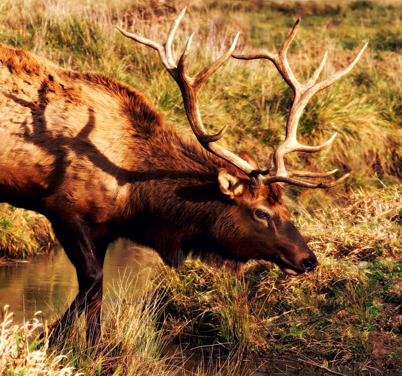 Elk with Large Antlers — Brown, Natural, Afternoon