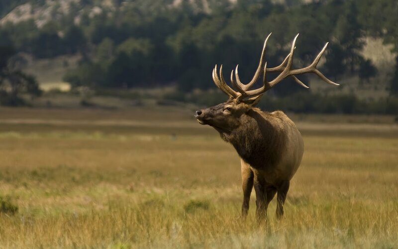Elk with Large Antlers — Brown, Serene, Afternoon
